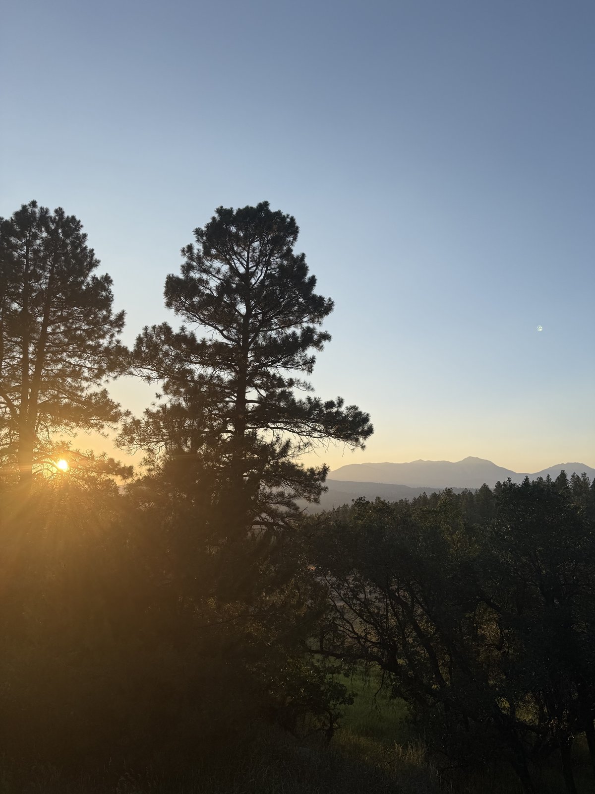 Sunset over the La Plata Mountains through the pines