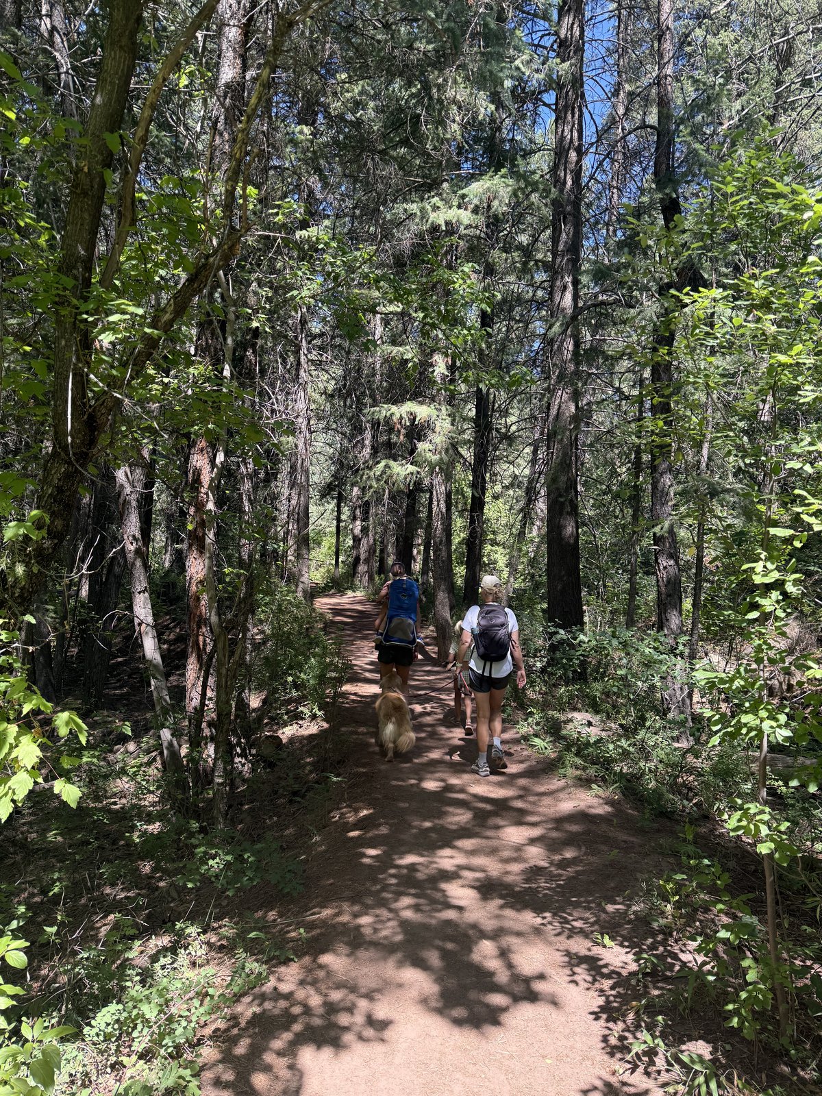 Hiking a forest trail with a dog